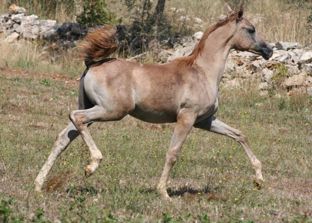 MONTICELLI ANNALISA - Foto 3