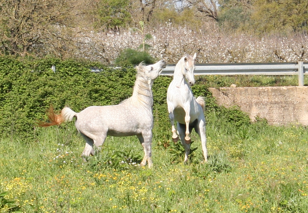 MONTICELLI ANNALISA - Foto 4