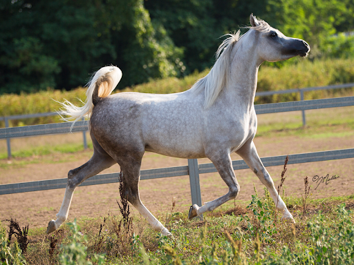 FONTANELLA MAGIC ARABIANS Soc Agr A.R.L. - Foto 2