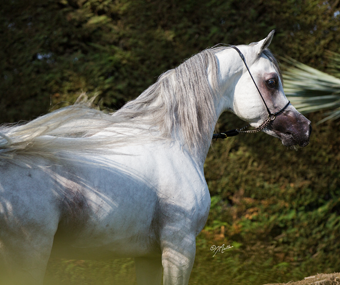 FONTANELLA MAGIC ARABIANS Soc Agr A.R.L. - Foto 3