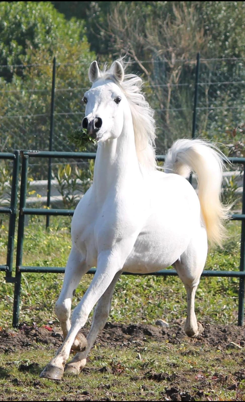 BRAZYL MITRAEXSOTIK - Foto 2