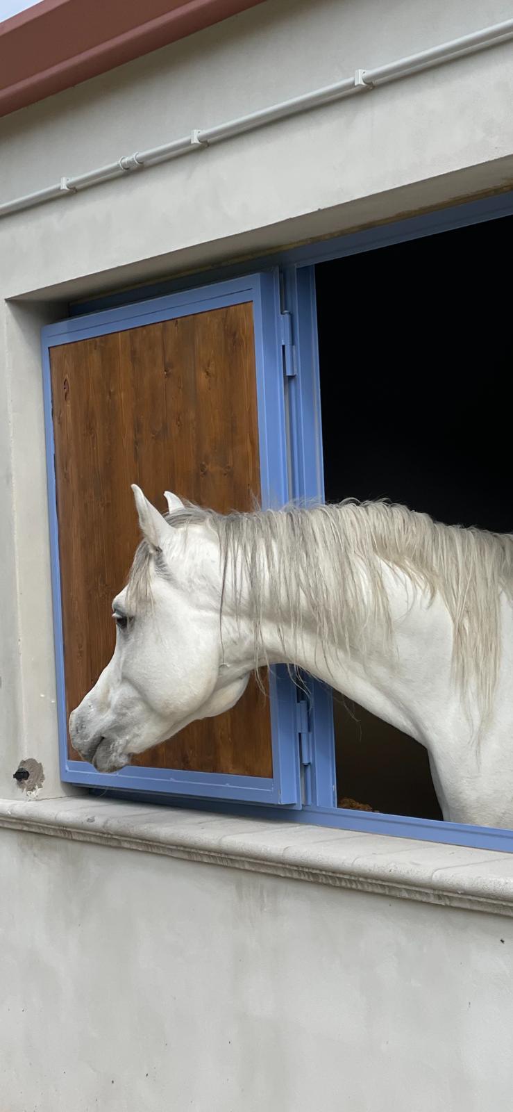 BRAZYL MITRAEXSOTIK - Foto 3