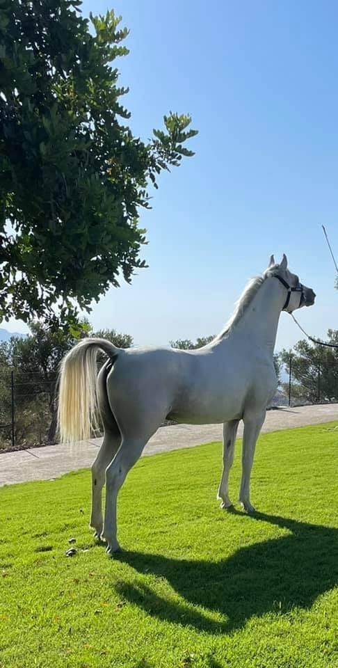 BRAZYL MITRAEXSOTIK - Foto 4