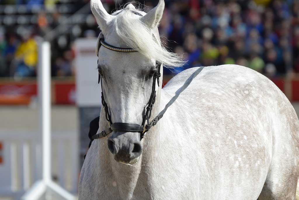Formazione ECAHO per giudici cavallo sportivo