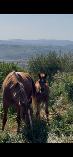 LA BARBERA VITTORIO