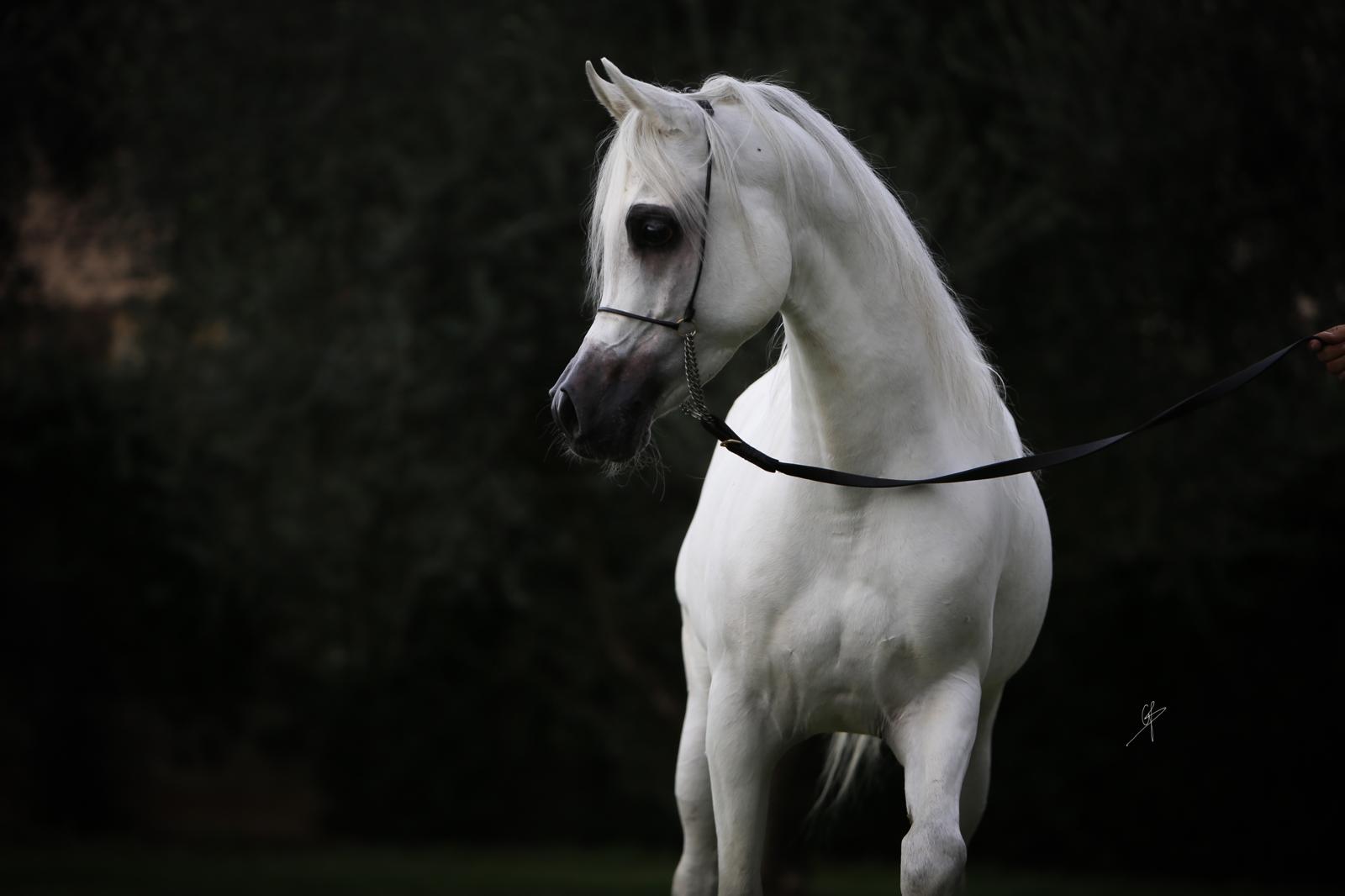 MAGIC ABAN - Photo 1