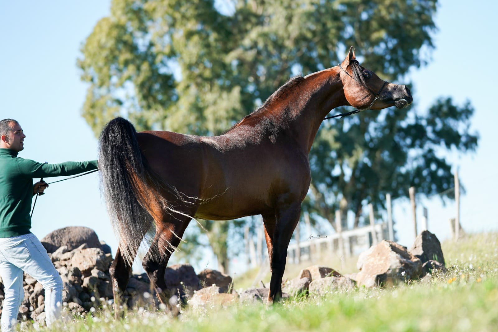 SHAIR AL PHARAJJ - Foto 2