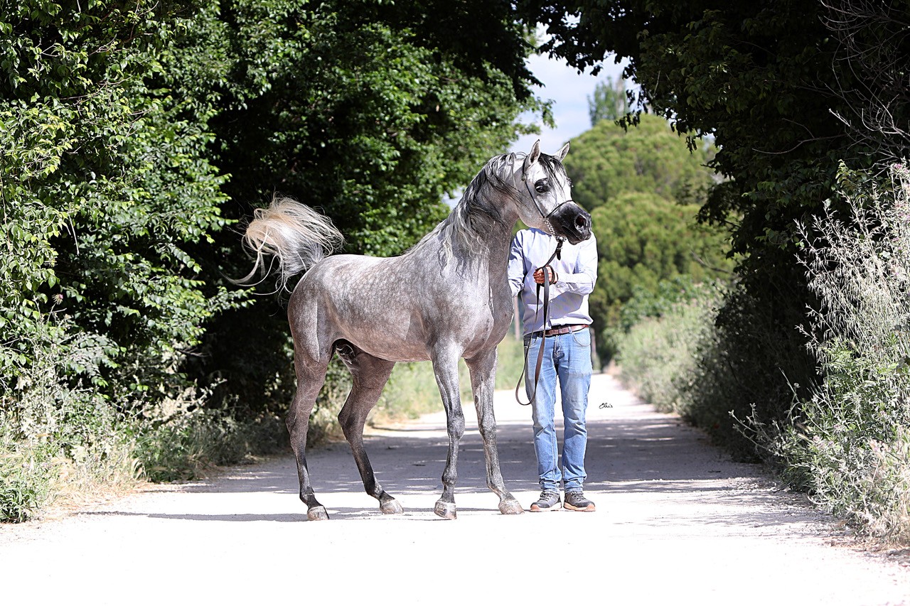REGIO LE SOLEIL - Photo 3