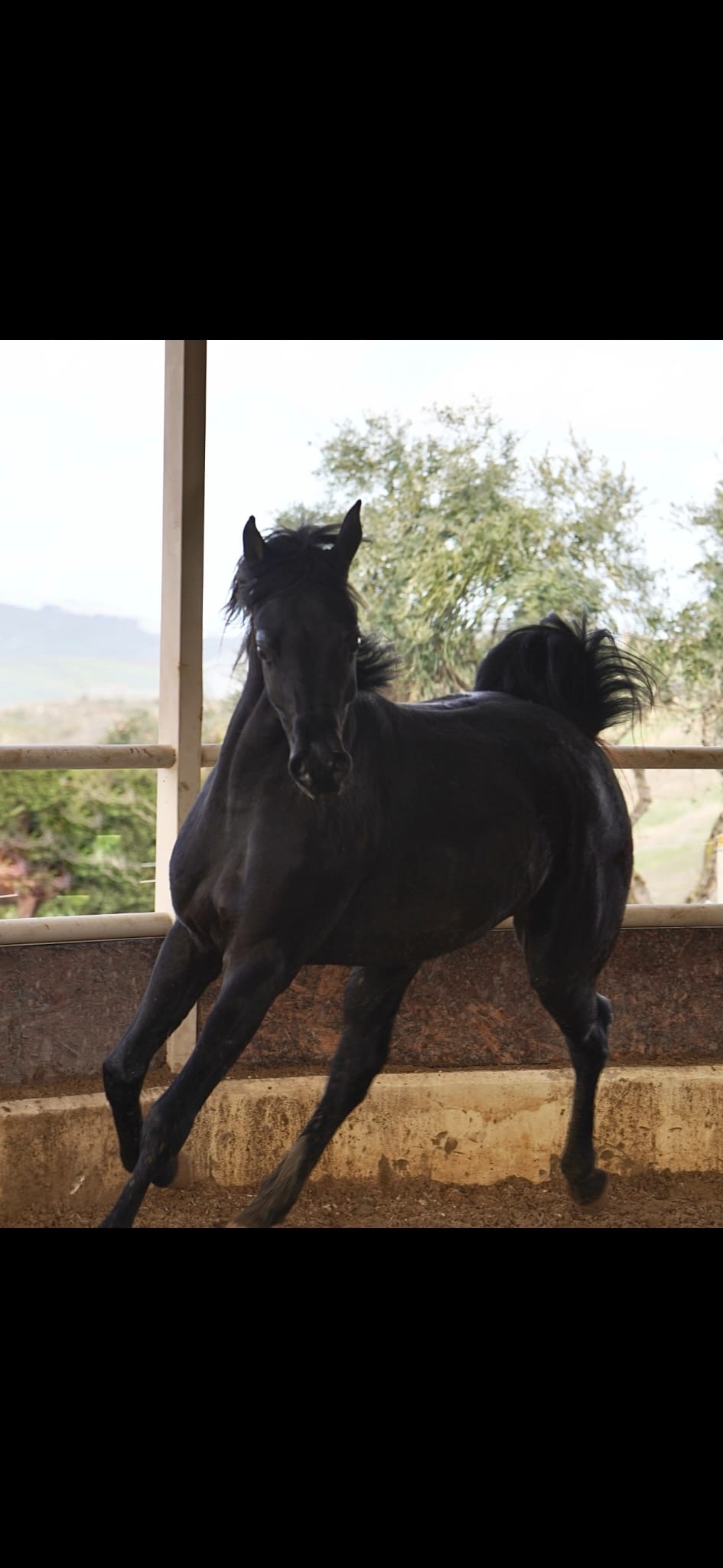 YASSIR MITRAEXSOTIK - Foto 2