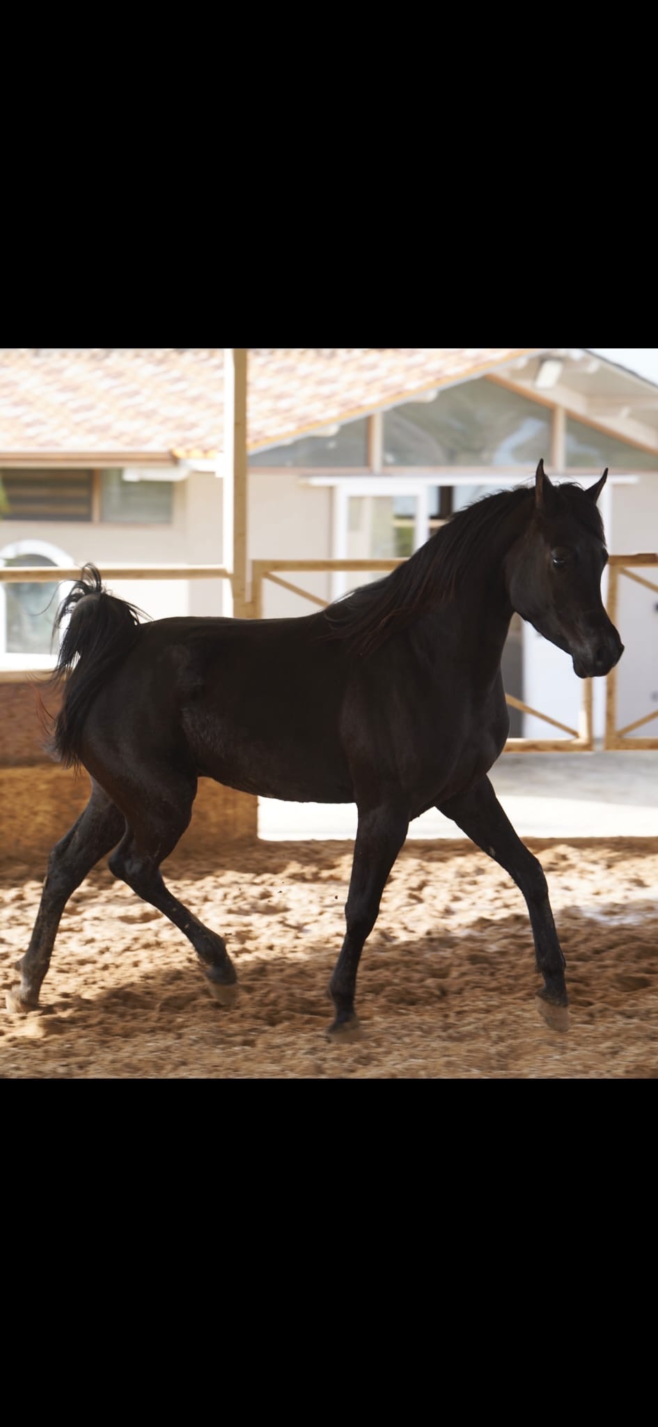 YASSIR MITRAEXSOTIK - Foto 3