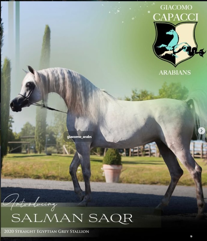 SALMAN SAQR - Photo 1