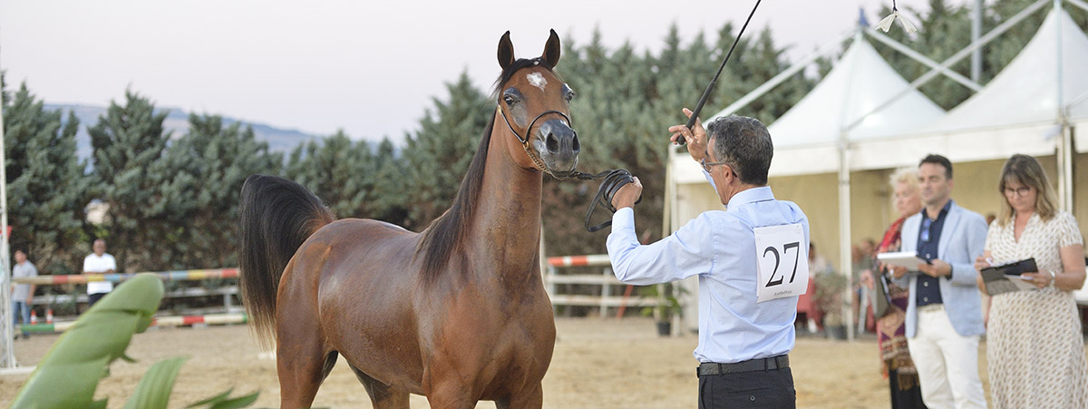 TRAPANI ARABIAN HORSE CUP INCORONA I SUOI CAMPIONI: IL CAVALLO ARABO TORNA A BRILLARE IN SICILIA
